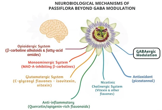 What's Passion Fruit Extract Mechanism Of Action For Sleep? What's Passion Fruit Extract Mechanism Of Action For Sleep?